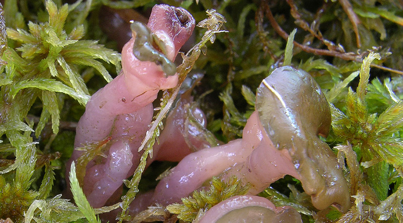 Ascocoryne turficola (Boud.) Korf